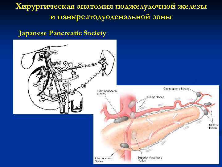 Хирургическая анатомия поджелудочной железы и панкреатодуоденальной зоны Japanese Pancreatic Society 