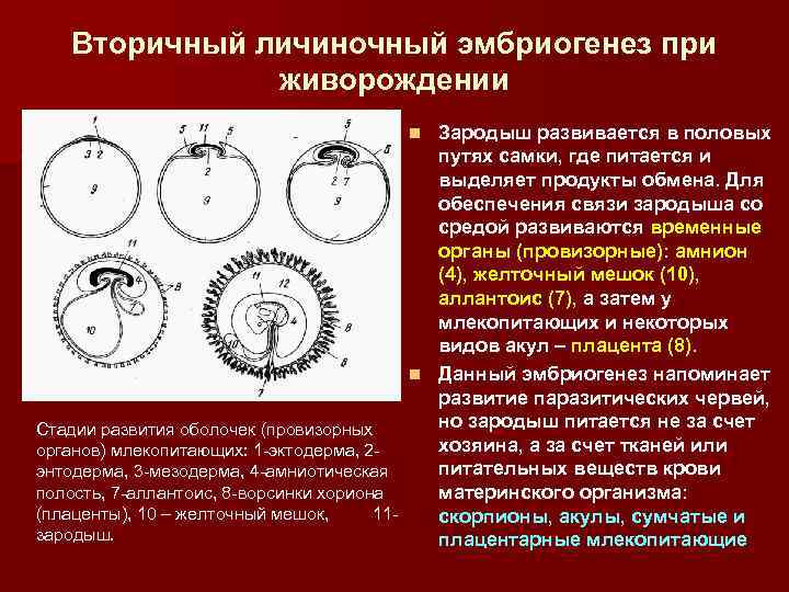 Как включаются и выключаются гены в ходе эмбриогенеза ответ оформите в виде таблицы или схемы