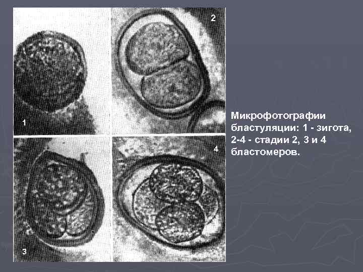 2 1 4 3 Микрофотографии бластуляции: 1 - зигота, 2 -4 - стадии 2,