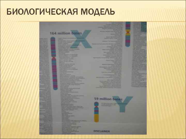 БИОЛОГИЧЕСКАЯ МОДЕЛЬ 