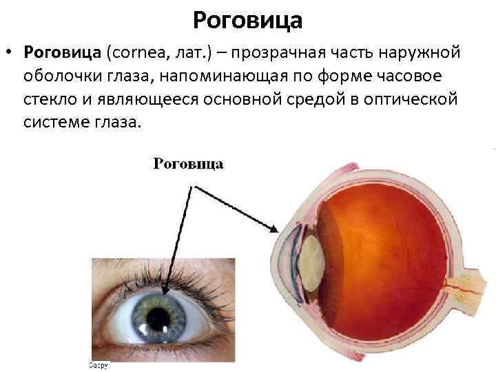 Роговица • Роговица (cornea, лат. ) – прозрачная часть наружной оболочки глаза, напоминающая по