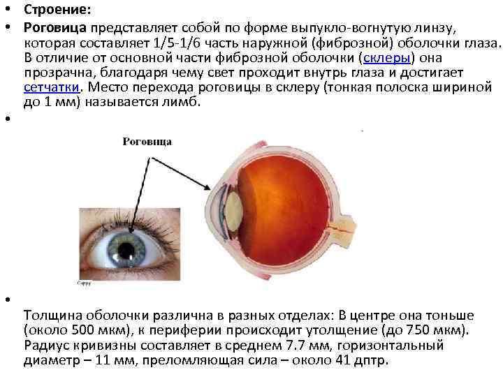 Роговица это. Строение роговицы глаза. Строение роговицы глаза человека.