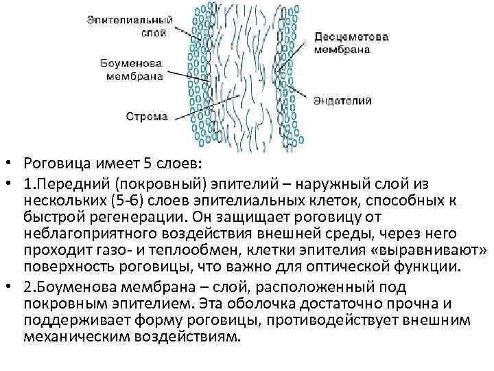  • Роговица имеет 5 слоев: • 1. Передний (покровный) эпителий – наружный слой