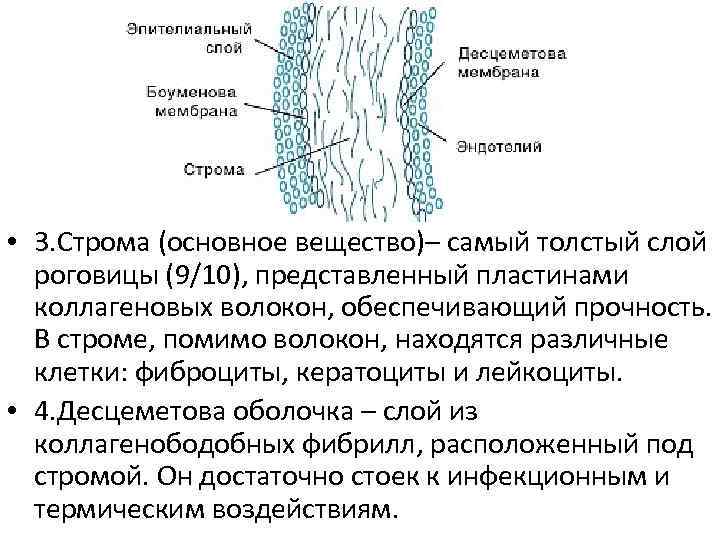  • 3. Строма (основное вещество)– самый толстый слой роговицы (9/10), представленный пластинами коллагеновых