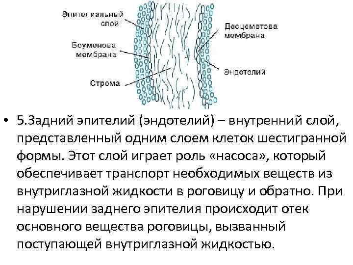  • 5. Задний эпителий (эндотелий) – внутренний слой, представленный одним слоем клеток шестигранной