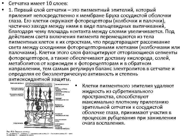  • Сетчатка имеет 10 слоев: • 1. Первый слой сетчатки – это пигментный
