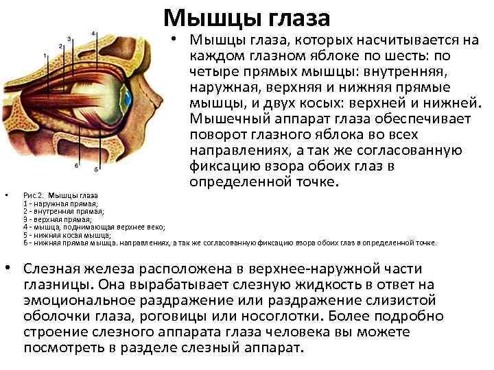 Мышцы глаза • • Мышцы глаза, которых насчитывается на каждом глазном яблоке по шесть: