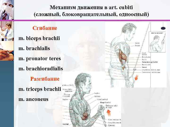 Механизм движения в art. cubiti (сложный, блоковращательный, одноосный) Сгибание m. biceps brachii m. brachialis
