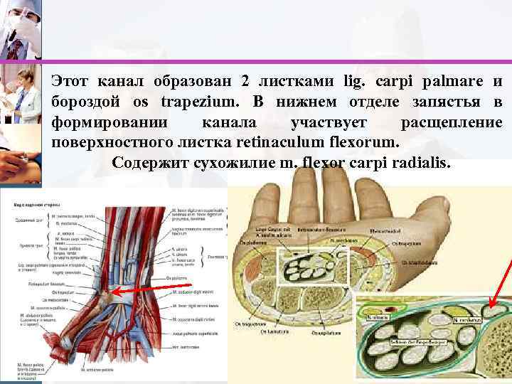 Этот канал образован 2 листками lig. carpi palmare и бороздой os trapezium. В нижнем