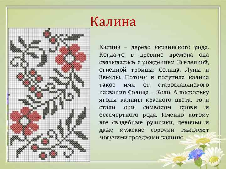 Калина – дерево украинского рода. Когда-то в древние времена она связывалась с рождением Вселенной,
