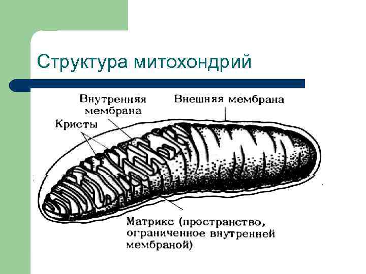 Структура митохондрий 