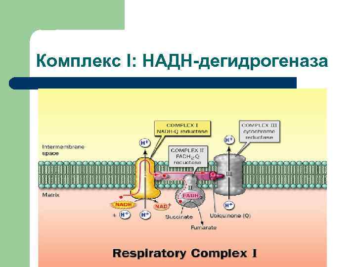 Комплекс I: НАДН-дегидрогеназа 