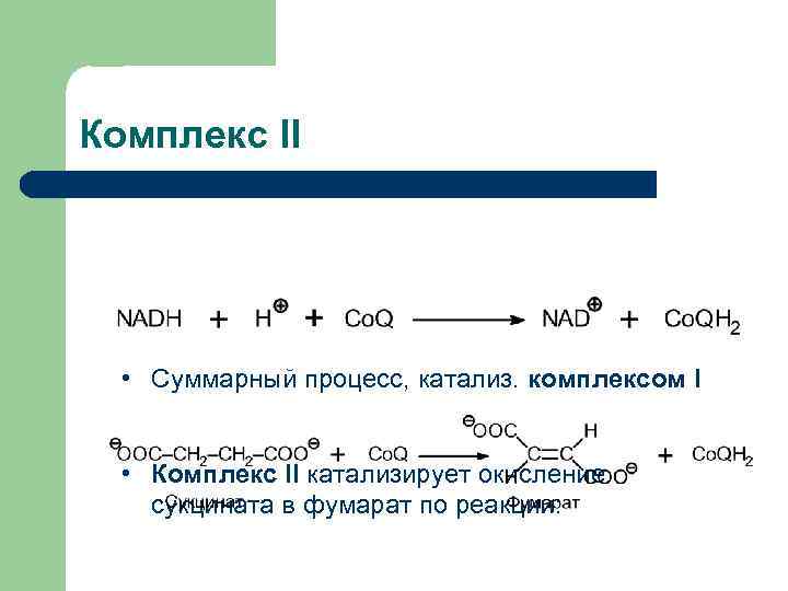Комплекс II • Суммарный процесс, катализ. комплексом I • Комплекс II катализирует окисление сукцината