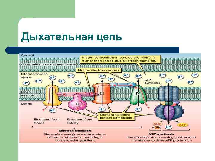 Дыхательная цепь 