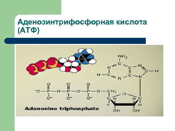 Аденозинтрифосфорная кислота (АТФ) 