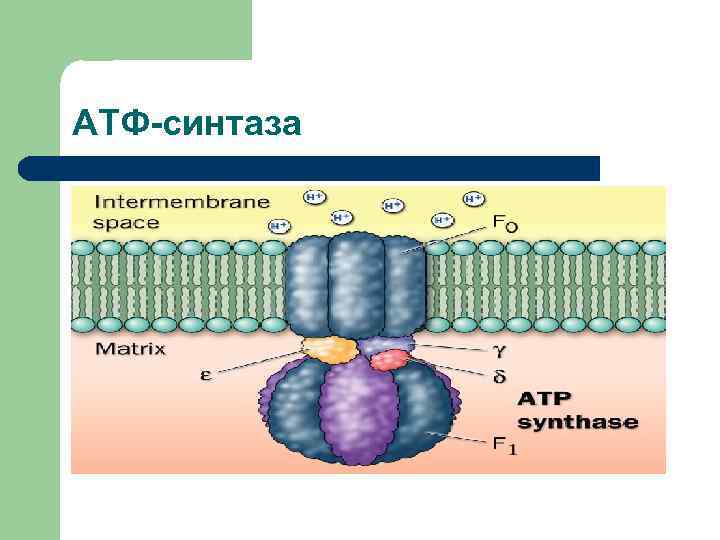 АТФ-синтаза 