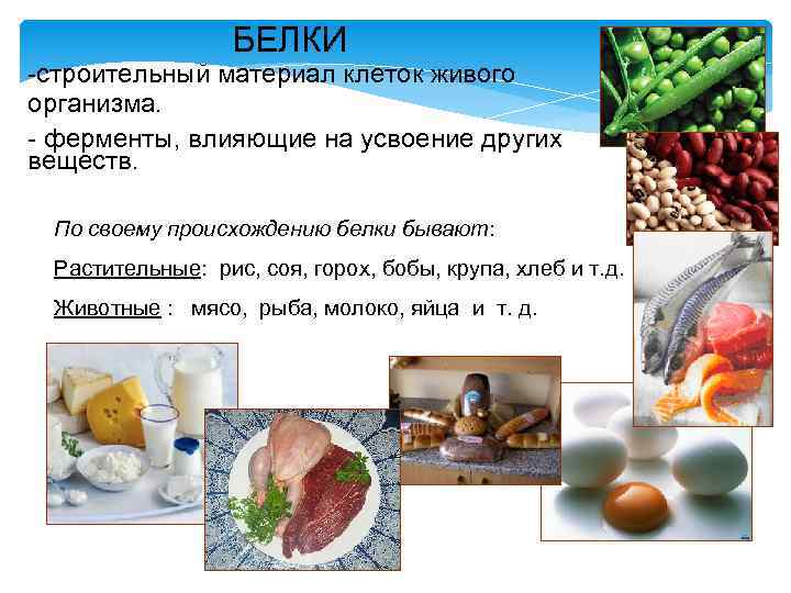 БЕЛКИ -строительный материал клеток живого организма. - ферменты, влияющие на усвоение других веществ. По