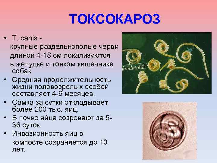 ТОКСОКАРОЗ • T. canis - крупные раздельнополые черви длиной 4 -18 см локализуются в