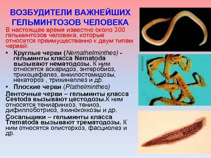 Гельминтоз причины. Тениаринхоз тениоз дифиллоботриоз. Паразитические черви вызывающие глистные заболевания. Гельминтология (гельминты, паразиты. Аскаридоз,анкилостомидоз,некатороз,энтеробиоз.