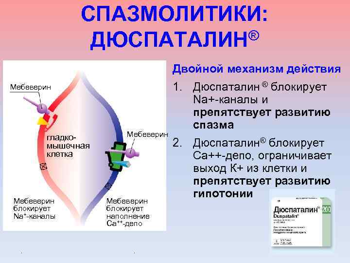 Спазмолитики механизм действия. Дюспаталин механизм действия. Механизм действия мебеверина. Спазмолитики миотропного действия механизм действия.