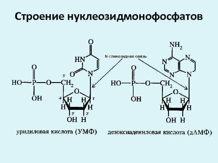 Строение нуклеозидмонофосфатов 