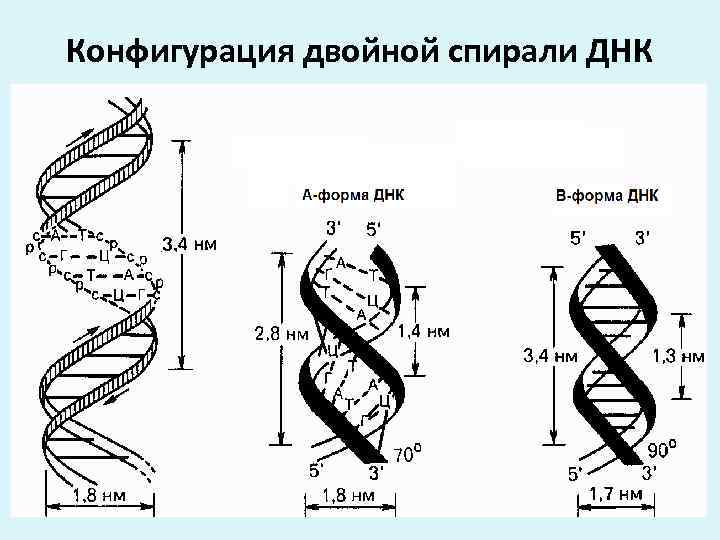 Конфигурация двойной спирали ДНК 