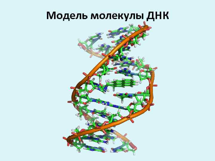 Модель молекулы ДНК 