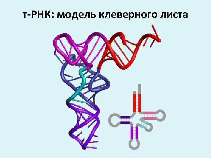 т-РНК: модель клеверного листа 
