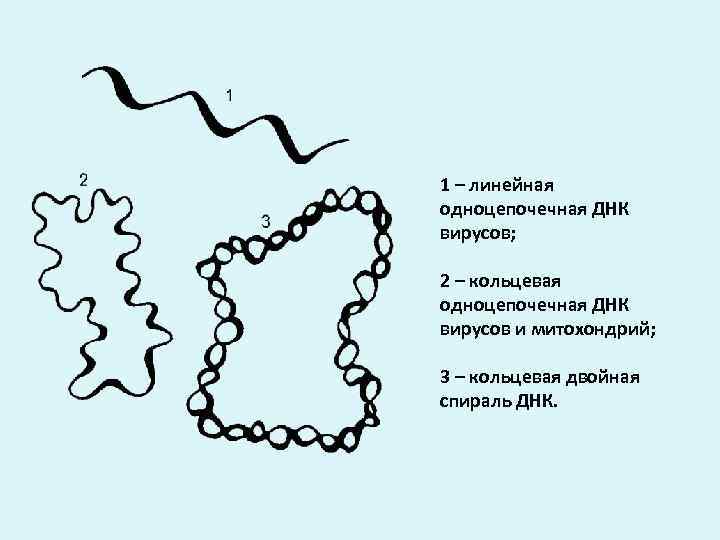 1 – линейная одноцепочечная ДНК вирусов; 2 – кольцевая одноцепочечная ДНК вирусов и митохондрий;