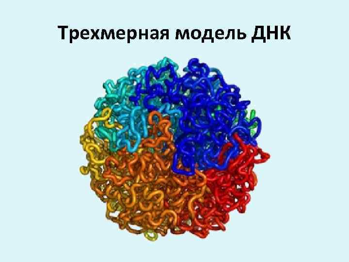 Трехмерная модель ДНК 