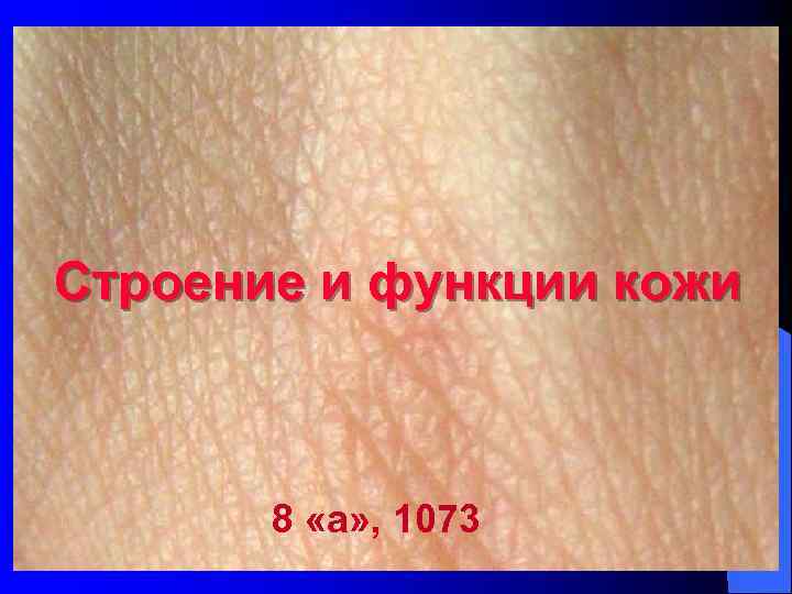 Строение и функции кожи 8 «а» , 1073 