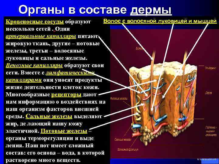 Органы в составе дермы Волос с волосяной луковицей и мышцей Кровеносные сосуды образуют несколько