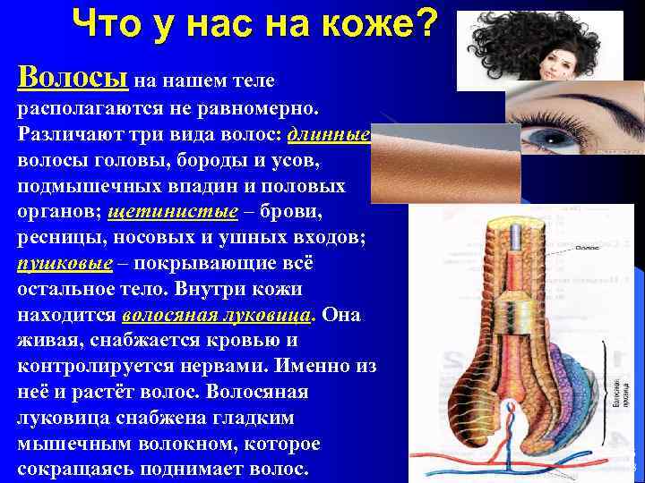 Что у нас на коже? Волосы на нашем теле располагаются не равномерно. Различают три