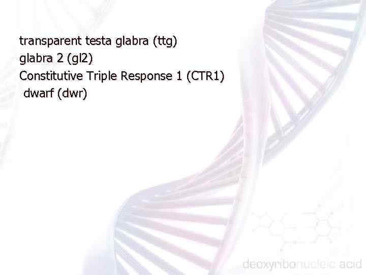 transparent testa glabra (ttg) glabra 2 (gl 2) Constitutive Triple Response 1 (CTR 1)