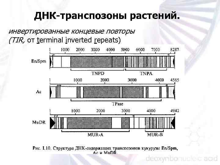 ДНК-транспозоны растений. инвертированные концевые повторы (TIR, от terminal inverted repeats) 