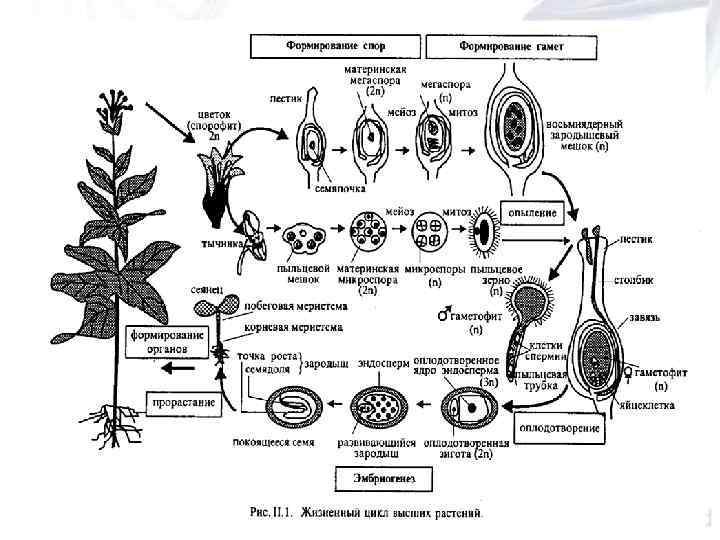 Наследственный материал растений. Генетический материал растений. Генетика растений. Генные растения. Ген растения.