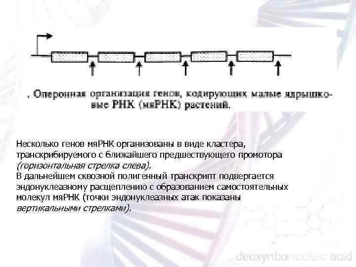 Несколько генов мя. РНК организованы в виде кластера, транскрибируемого с ближайшего предшествующего промотора (горизонтальная