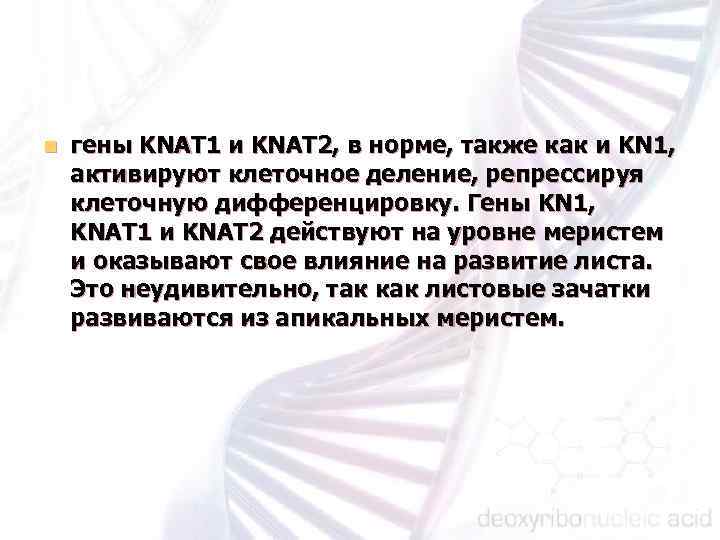 n гены KNAT 1 и KNAT 2, в норме, также как и KN 1,
