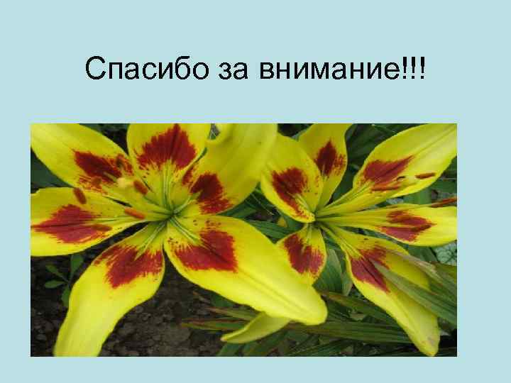 Спасибо за внимание!!! 