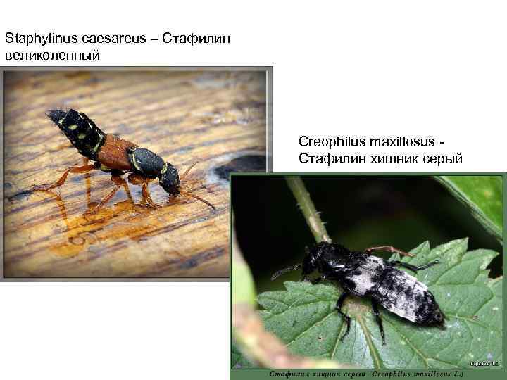 Staphylinus caesareus – Стафилин великолепный Creophilus maxillosus Стафилин хищник серый 