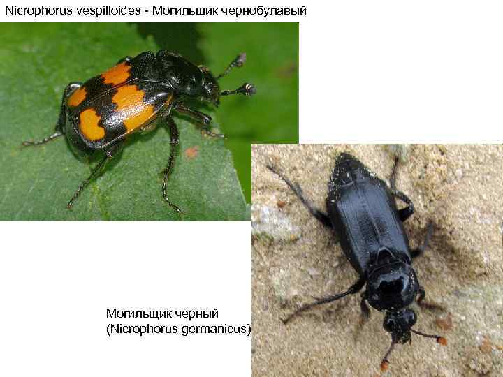 Nicrophorus vespilloides - Могильщик чернобулавый Могильщик черный (Nicrophorus germanicus) 