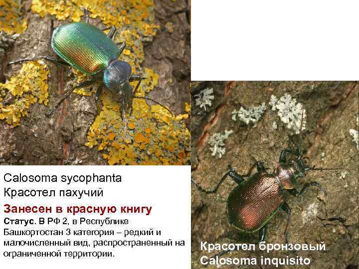 Calosoma sycophanta Красотел пахучий Занесен в красную книгу Статус. В РФ 2, в Республике