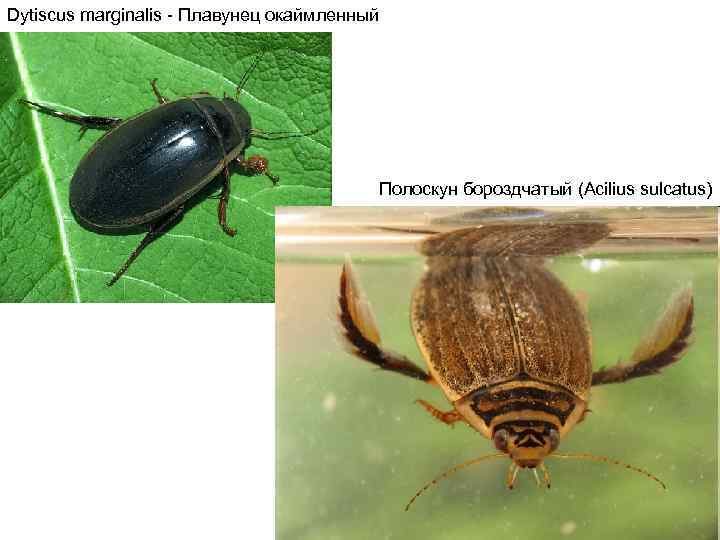 Dytiscus marginalis - Плавунец окаймленный Полоскун бороздчатый (Acilius sulcatus) 