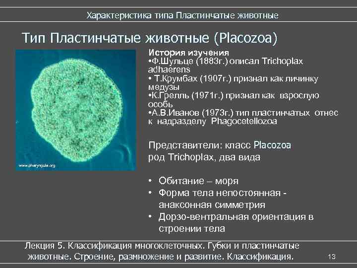  Характеристика типа Пластинчатые животные Тип Пластинчатые животные (Placozoa) История изучения • Ф. Шульце