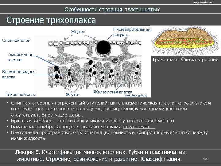 www. fofweb. com Особенности строения пластинчатых Строение трихоплакса Жгутик Пищеварительная вакуоль Спинной слой Амебоидная