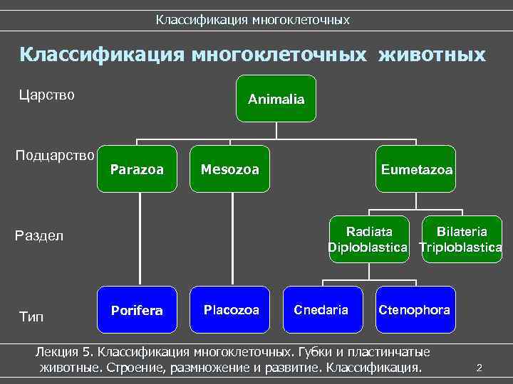 Подцарство многоклеточные схема