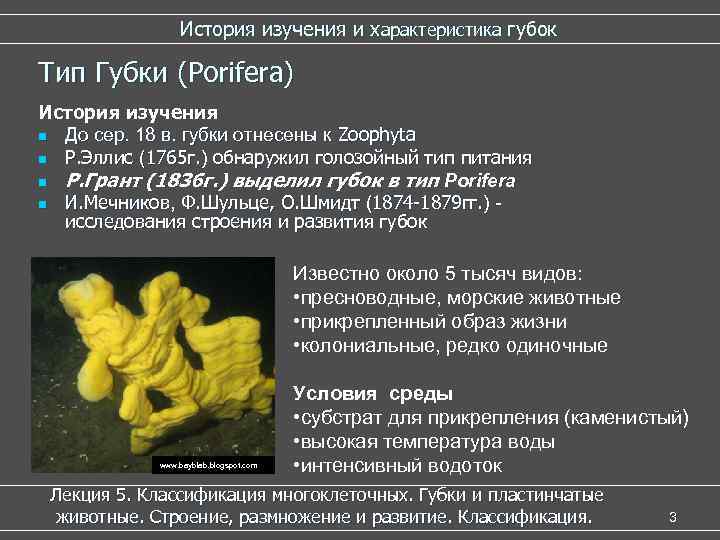  История изучения и характеристика губок Тип Губки (Porifera) История изучения n До сер.