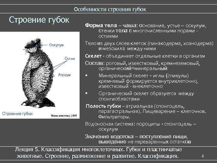 Особенности строения губок Строение губок Форма тела – чаша: основание, устье – оскулум, стенки