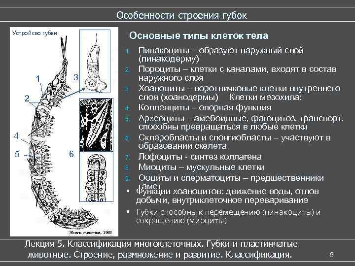 Особенности строения губок Устройсво губки Основные типы клеток тела Пинакоциты – образуют наружный