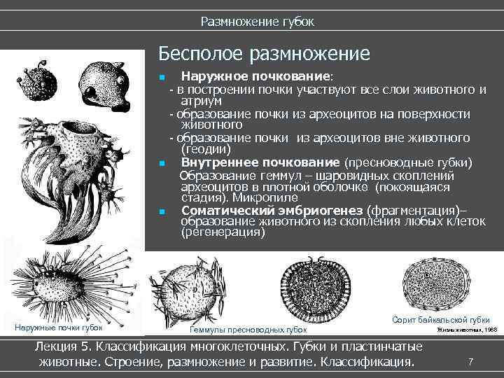  Размножение губок Бесполое размножение Наружное почкование: - в построении почки участвуют все слои